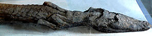 Мумия крокодила в часовне Хатхор в храме Ком Омбо