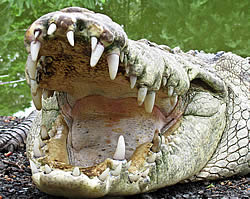 Челюсти крокодила захлопываются с огромной силой 
