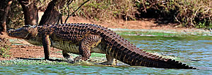 Крокодил опасен и на суше