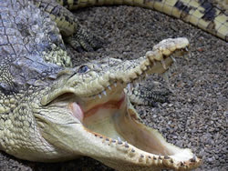 Язык у крокодила прилеплен к нижней челюсти